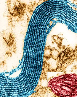 Compare Prints: Cell Structure, Myelin Sheath, TEM