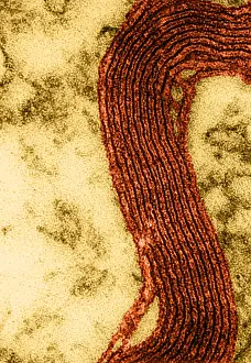 Non Human Prints: Cell Structure, Myelin Sheath, TEM