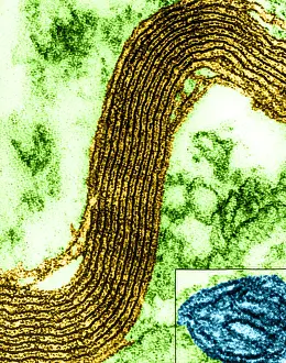 Cell Structure, Myelin Sheath, TEM
