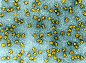 Histology Prints: Cell Structure, Ribosomes, TEM
