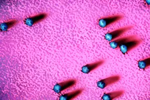 Transmission Prints: Cell Structure, Ribosomes, transmission electron micrograph