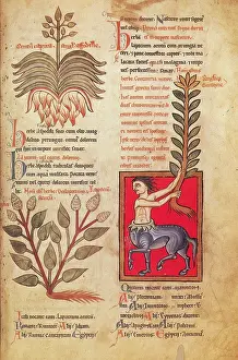Folklore Prints: Centaur, Legendary Creatures