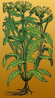 Montana Prints: Centaurea Montana, Bachelor's Button