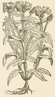 Plantae Prints: Centaurea Montana, Bachelor's Button
