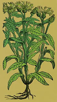 Plantae Prints: Centaurea Montana, Bachelor's Button