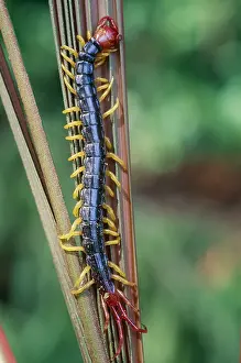 Arthropod Prints: Centipede