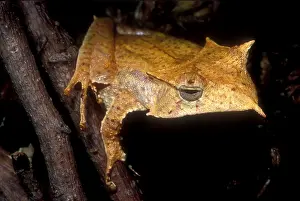 Headed Prints: Central American Casque Headed Frog