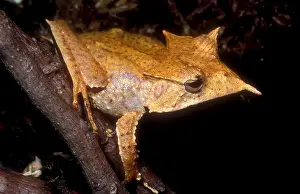 Headed Prints: Central American Casque Headed Frog