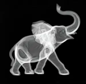 Ceramic Prints: Ceramic Elephant X-ray