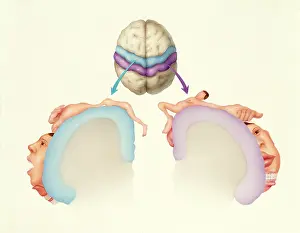Cortex Prints: Cerebral cortex