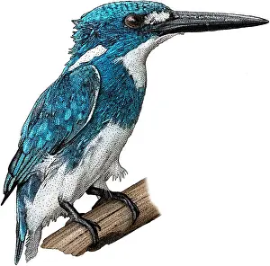 Indonesia Prints: Cerulean Kingfisher