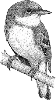 Parulidae Prints: Cerulean Warbler