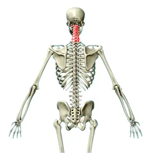 Back Prints: Cervical Vertebrae, Illustration