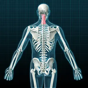 Back Prints: Cervical Vertebrae, Illustration