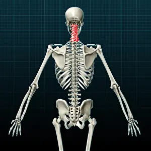Back Prints: Cervical Vertebrae, Illustration