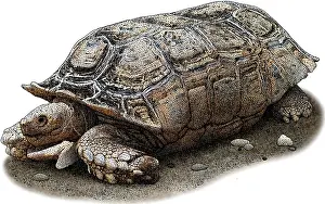 Tortoises Prints: Chaco Tortoise, Illustration