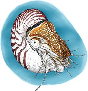 Cephalopod Prints: Chambered Nautalis