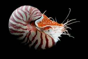 Collection Prints: Chambered Nautilus