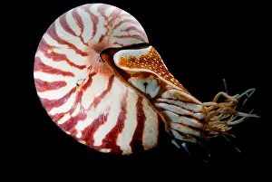Collection Prints: Chambered Nautilus