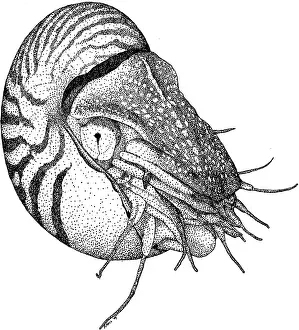 Cephalopod Prints: Chambered Nautilus