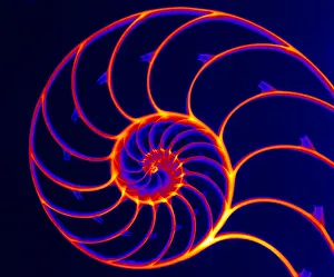 Spirals Prints: Chambered Nautilus