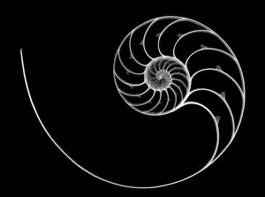 Spirals Prints: Chambered Nautilus