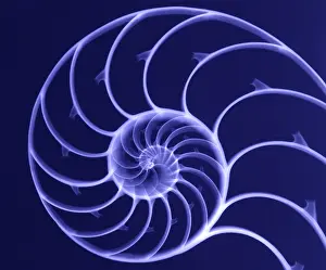 Spirals Prints: Chambered Nautilus