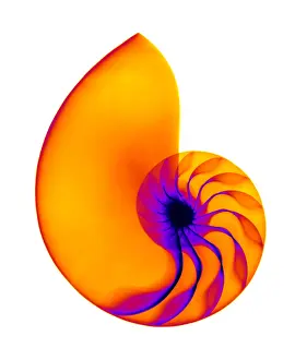 Nautilus Prints: Chambered Nautilus Shell