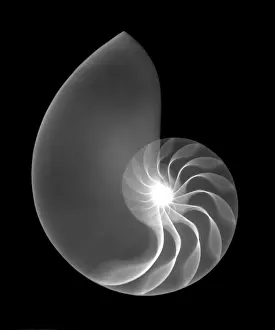 Cephalopod Prints: Chambered Nautilus Shell