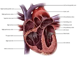 Chambers Prints: Chambers of the Heart