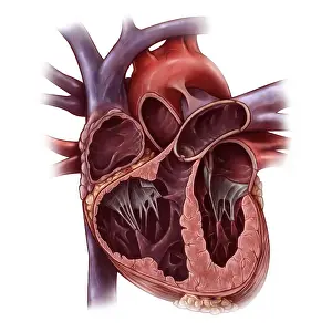 Chambers Prints: Chambers of the Heart