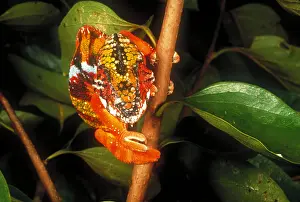 Lizard Prints: Chameleon