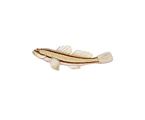 Chameleon Prints: Chameleon Goby (Tridentiger trigonocephalus)