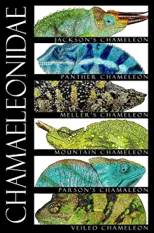 Veiled Prints: Chameleons of the World