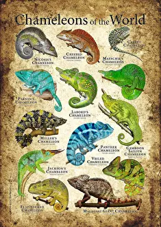 Lizards Prints: Chameleons of the World