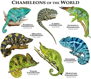 Veiled Prints: Chameleons of the World
