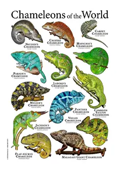 Lizards Prints: Chameleons of the World