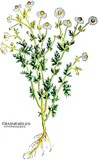 Magic Prints: Chamomile, Alchemy Plant