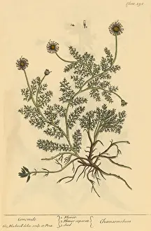 Illustrator Prints: Chamomile, Medicinal Plant, 1737