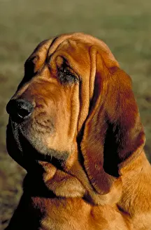 Companion Prints: Champion bloodhound