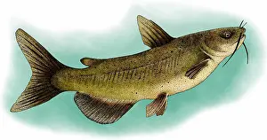 Paintings Prints: Channel catfish