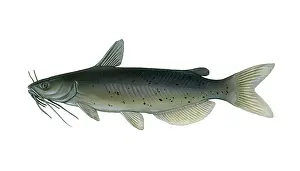 Freshwater Prints: Channel Catfish