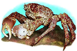 Spider Prints: Channel clinging crab