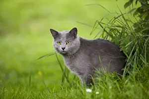 Garden Prints: Chartreux Cat, Rare French Breed