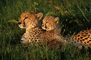 Predator Prints: Cheetah
