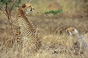 Specie Prints: Cheetah