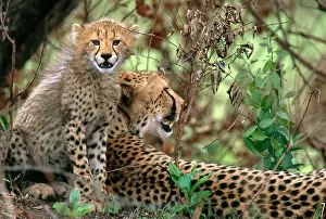 Specie Prints: Cheetah