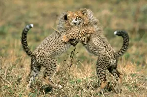 Hunter Prints: Cheetah