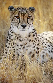 Specie Prints: Cheetah