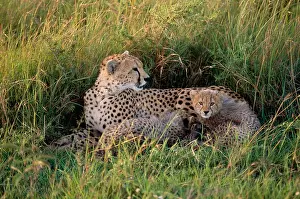 Misc 2 Prints: Cheetah